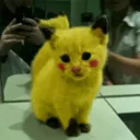 CatPika CatPika