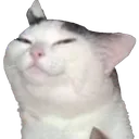 SmugCat SmugCat