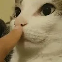 shush