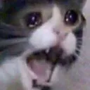 kat_kry