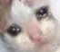 sadcat sadcat