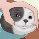 BurritoCat BurritoCat