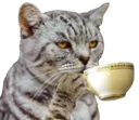 cuppakitty
