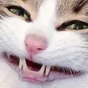 perish