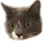 wutcat wutcat