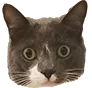 wutcat2 wutcat2