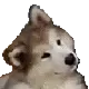 doggo