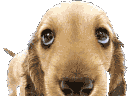 :weenieblink: Discord Emote