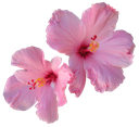 Flowers Discord emoji