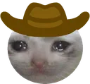 sadcat