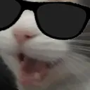 CoolCat CoolCat