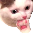 concerncat