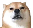 DogeBruh