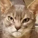 AngryKitty