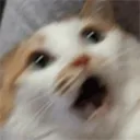 catintensify