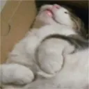 SleeptimeCat
