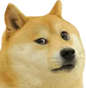 dogeconfused
