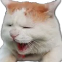 catte