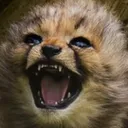 FloofLUL