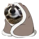 snugsadraccoon