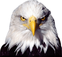 :USAMuricanEagle: Discord Emote