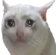 crycat