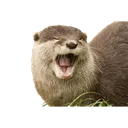 Yawn Yawn