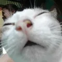 catto