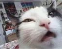 third_catto