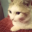 asmonCatdany asmonCatdany