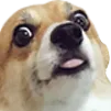 Doge2