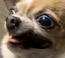 verynervousdoggo