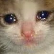 sadcat sadcat