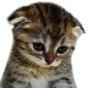 SadCat