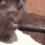 :cz_uhhwobble: Discord Emote