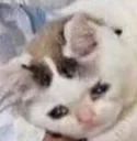 Cry