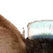 brushy2