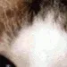 brushy8