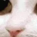 brushy14 brushy14
