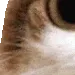 brushy13