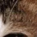 brushy9