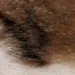 brushy16 brushy16