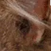 brushy10 brushy10