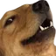WooferWut