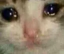 sadcat