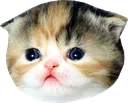SadCat