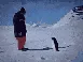 penguin