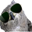 ze_owl