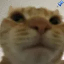 cd_CatNose1 Discord Emoji