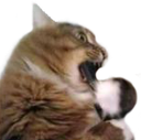 :catgun: Discord Emote